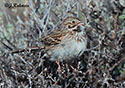 Pooecetes gramineus